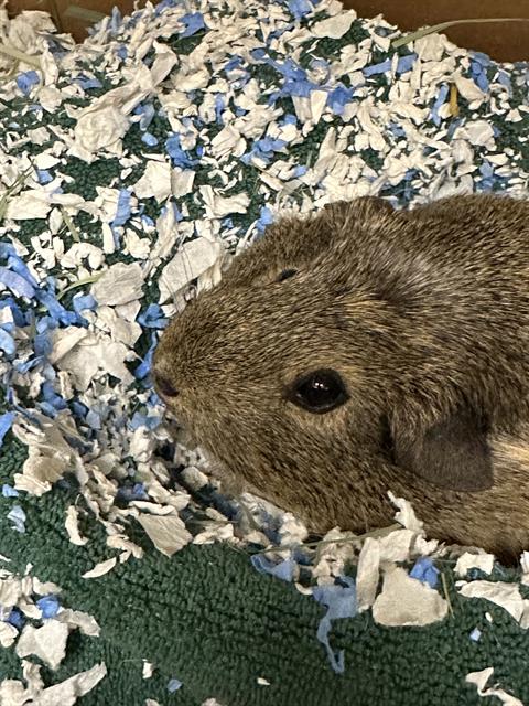 Brown guinea pig nestled in shredded blue and white paper bedding, peeking with a dark eye visible on the right side of the image.