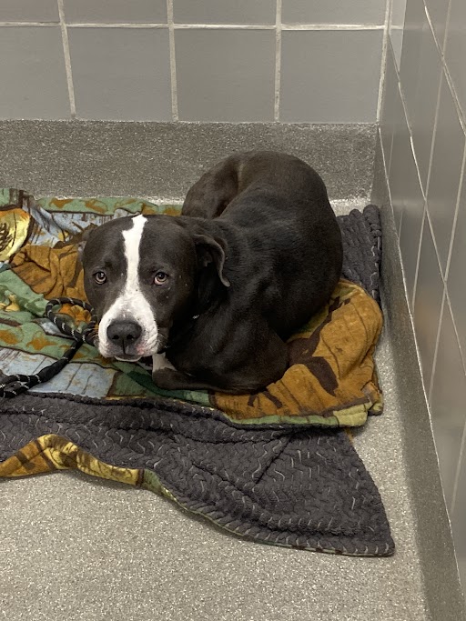 Black and white dog lying on a patterned blanket in a small tiled kennel.