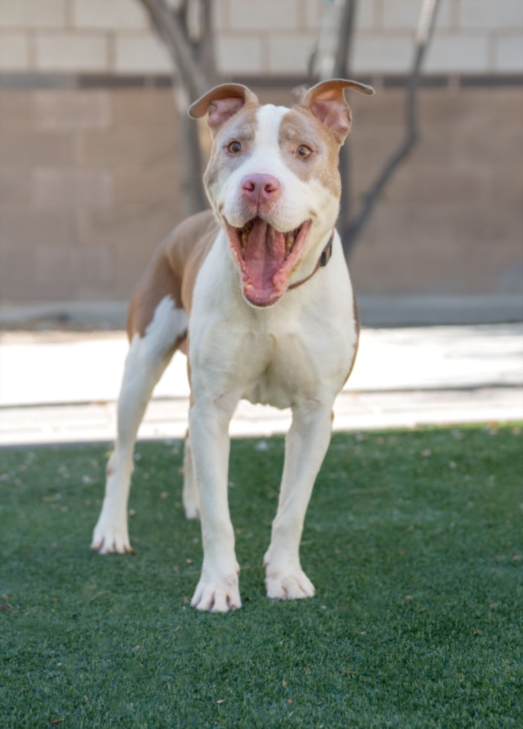 Happy brown-and-white pit bull mix standing on green grass, mouth open in a big smile, outdoors in daylight.
