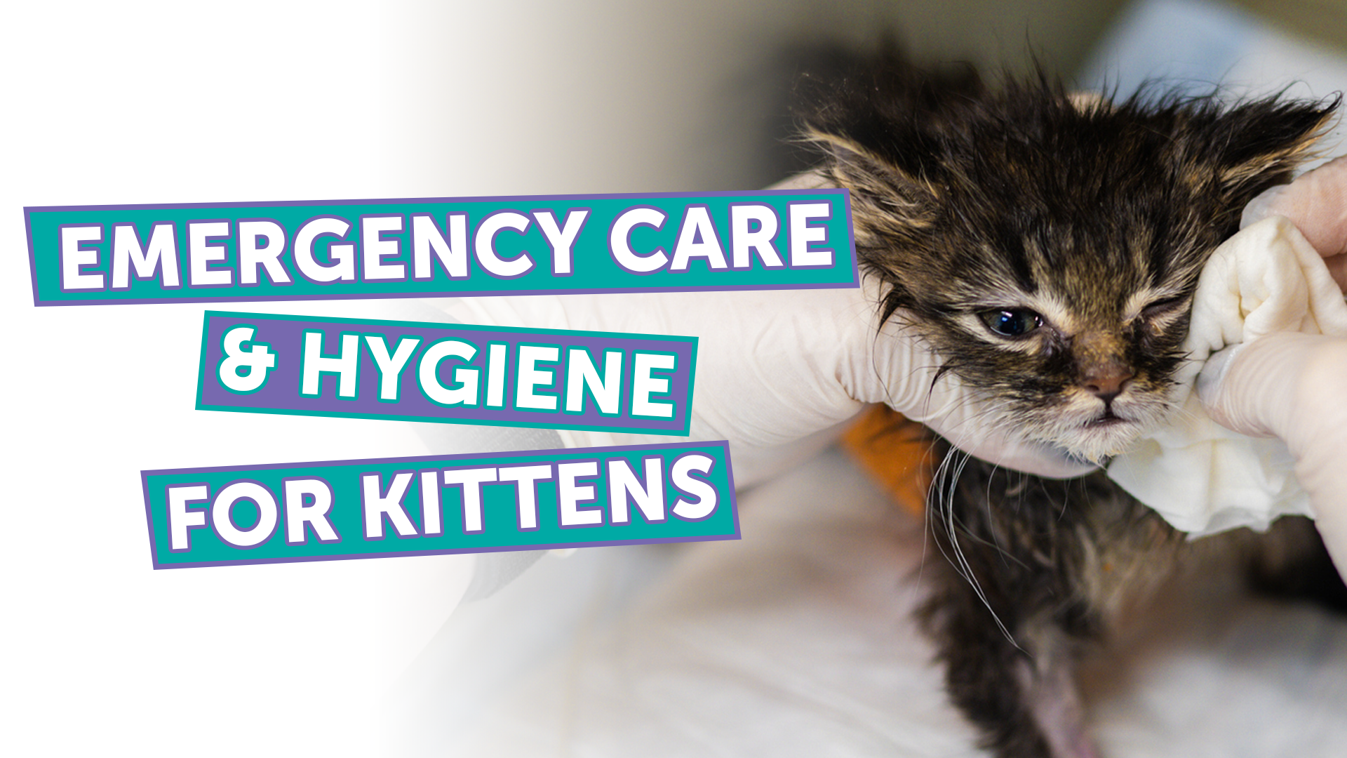 Banner-style image with bold teal and purple text reading 'Emergency Care & Hygiene for Kittens' while a kitten is being cleaned by gloved hands.