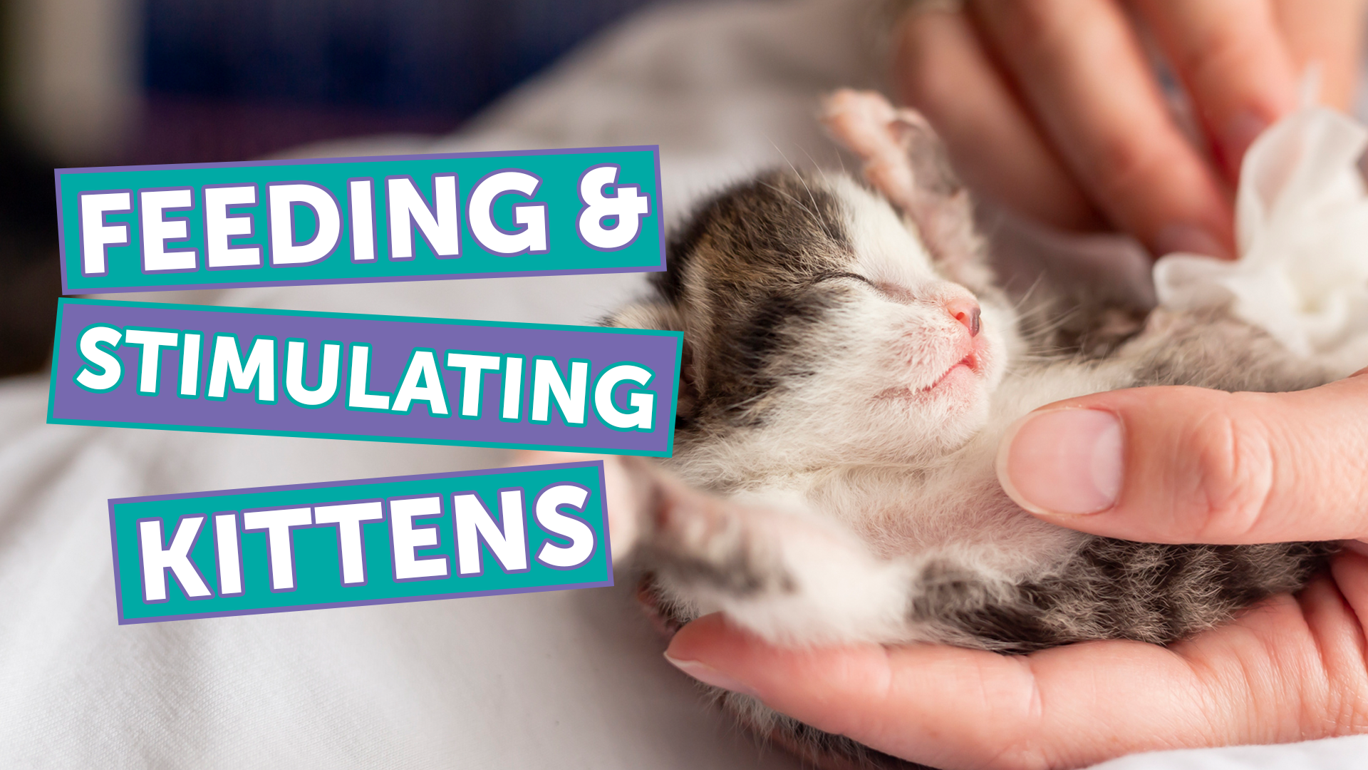 Close-up of a sleeping kitten cradled in hands with colorful text overlays: 'Feeding & Stimulating Kittens'.