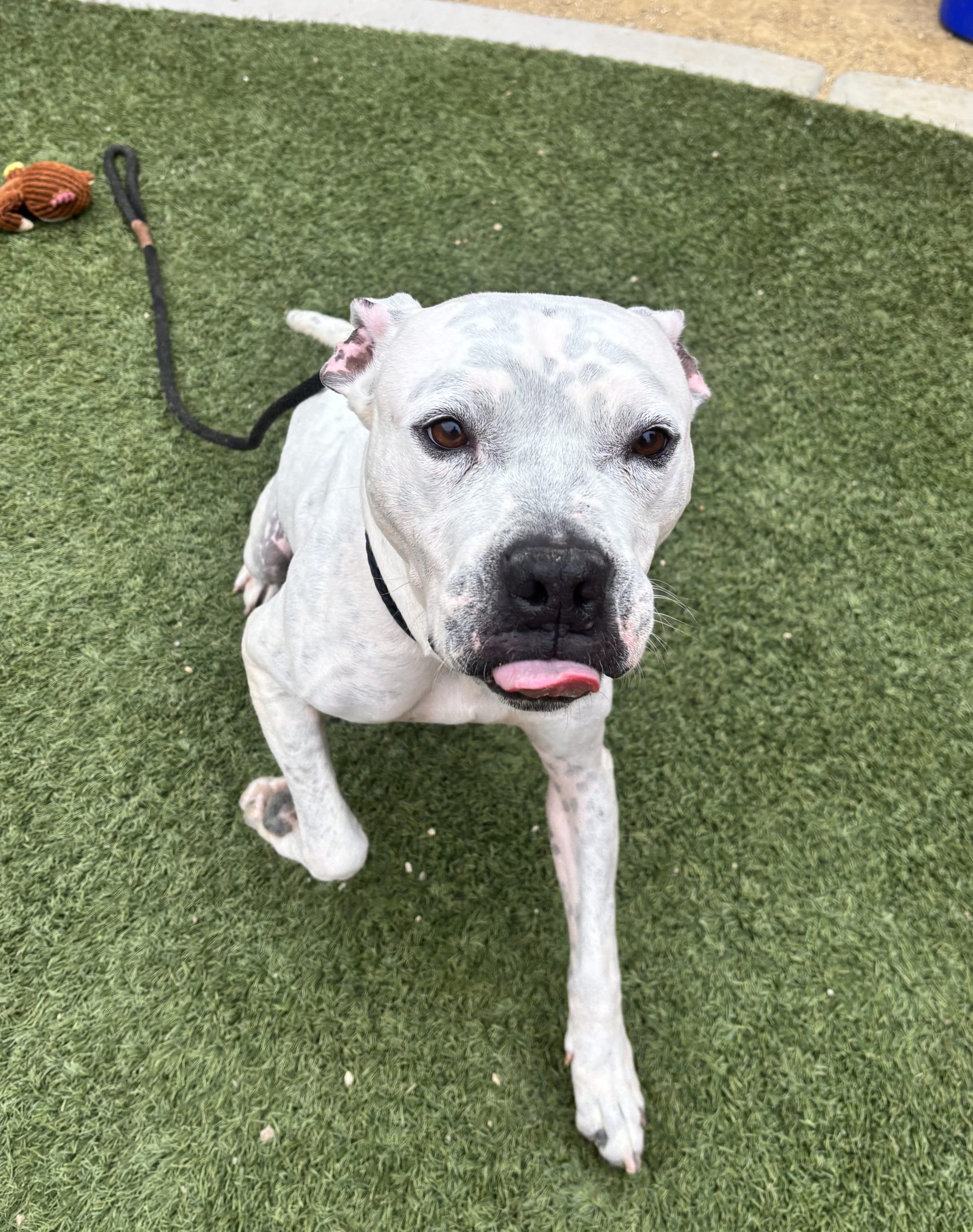 White and gray dog (likely pit bull) sits on artificial grass, tongue out, leash nearby.