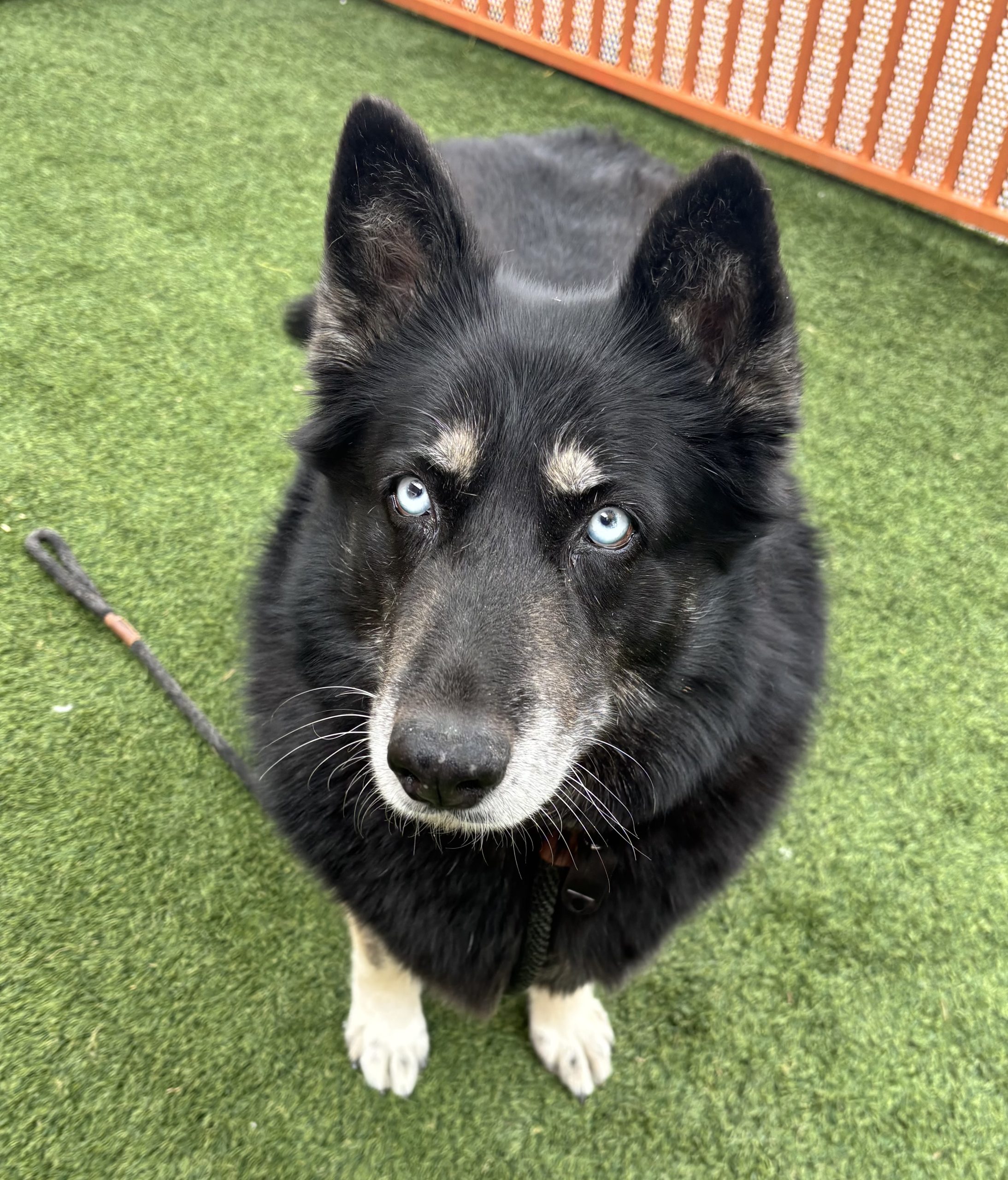 Black and white dog with blue eyes sitting on green turf, looking up at the camera with ears perked.