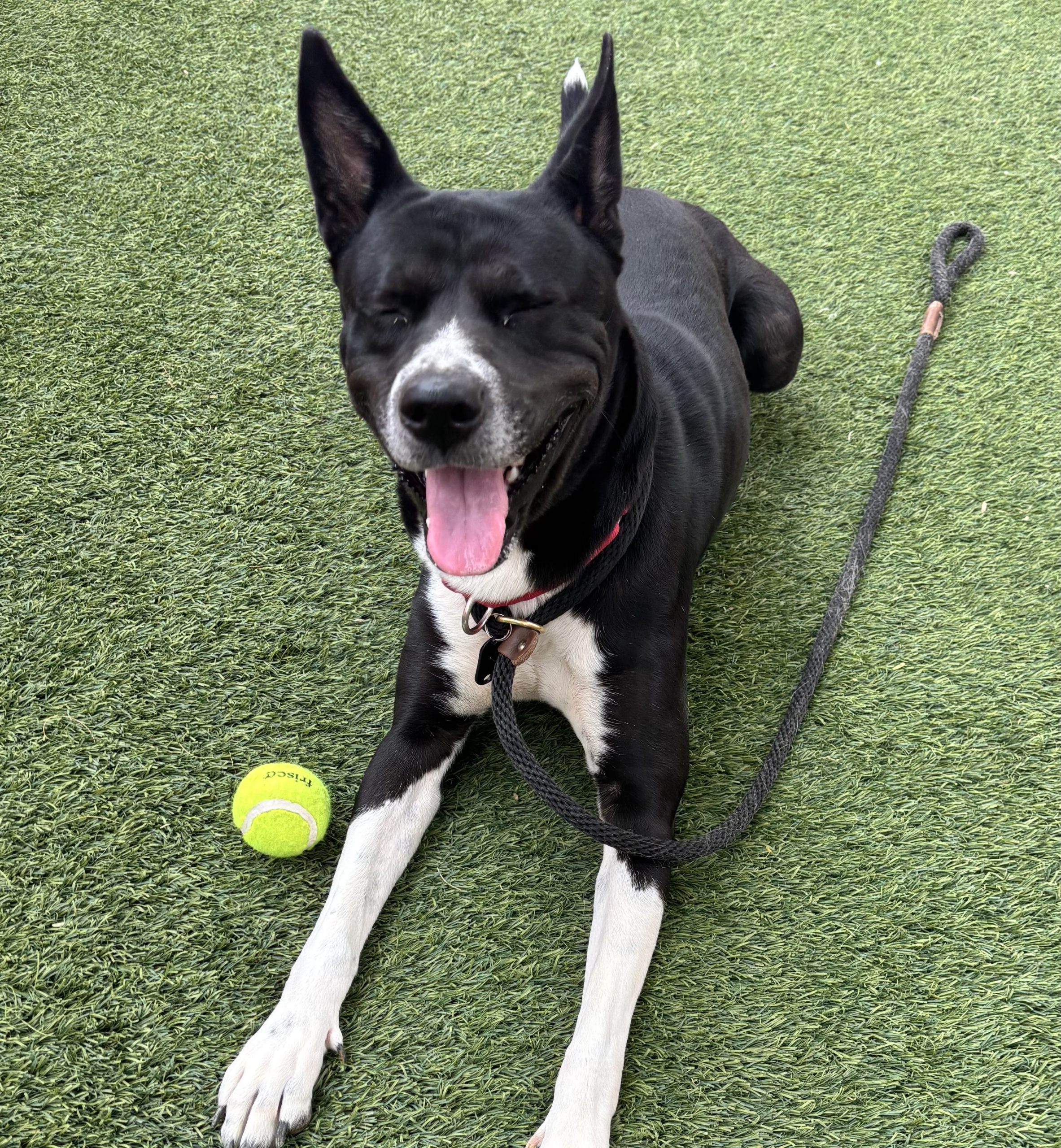 Black dog with white chest and red collar sitting on artificial grass, tongue out, leash nearby, tennis ball at its paws.