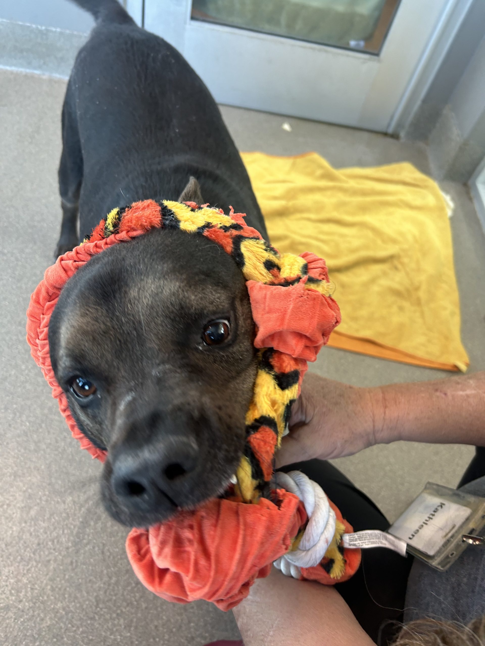 Close-up of a black dog wearing a red, yellow, and black braided scarf being petted by a person at the doorway.