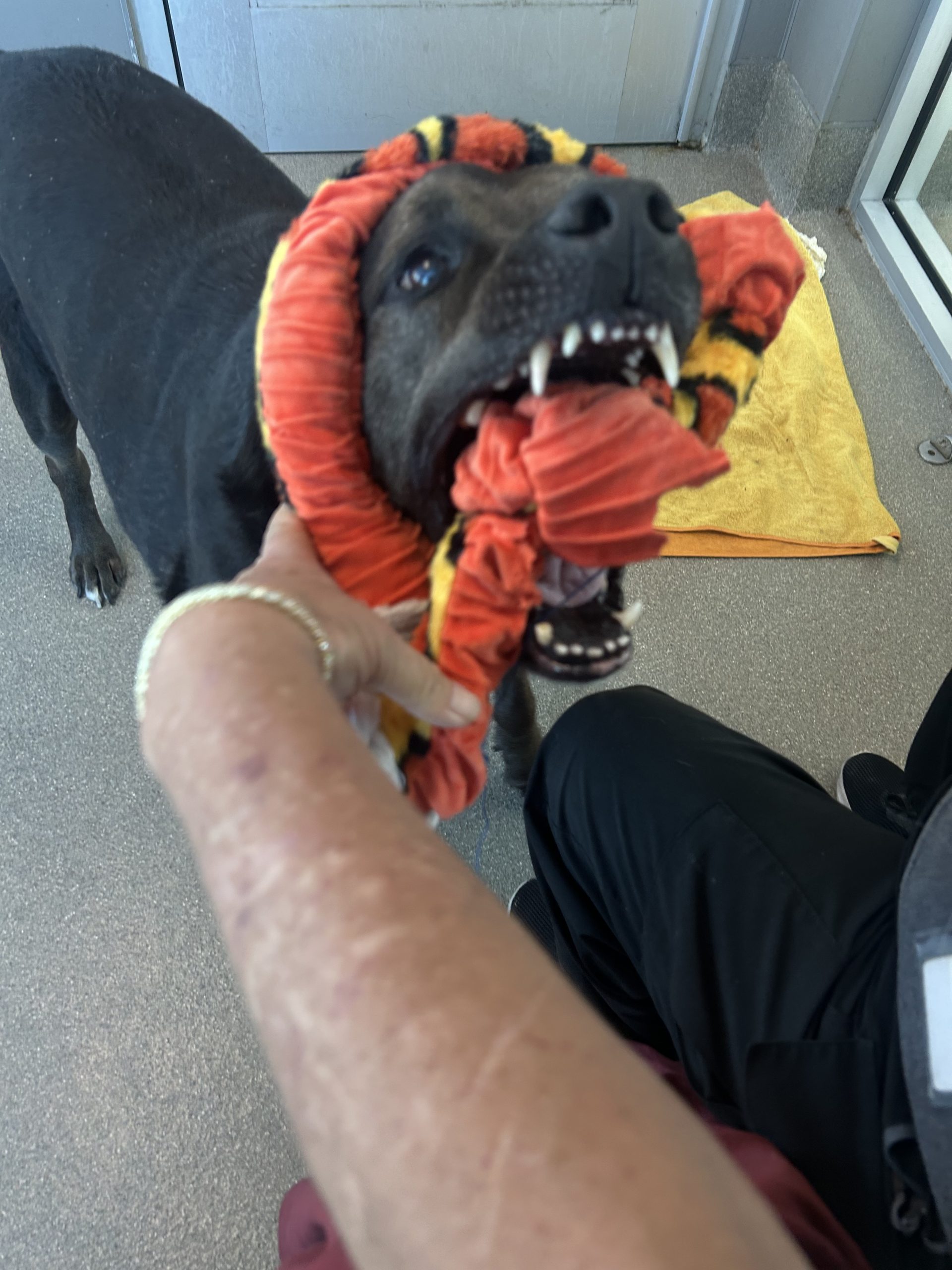 Dog playfully biting an orange scarf toy held by a person, indoors on a towel-covered floor.