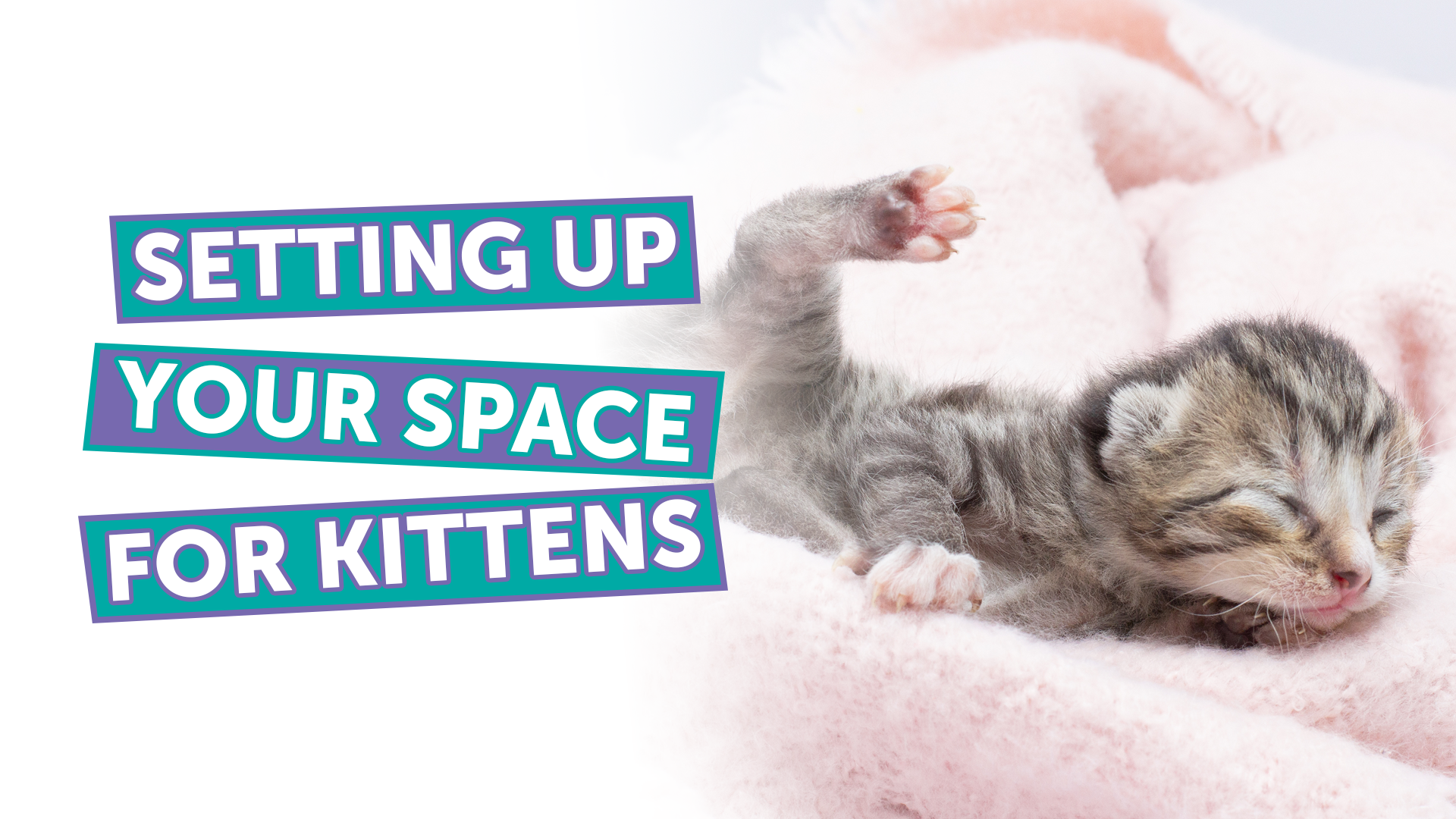 Bold banner text reads 'SETTING UP YOUR SPACE FOR KITTENS' with a sleeping kitten on a pink blanket to the right.