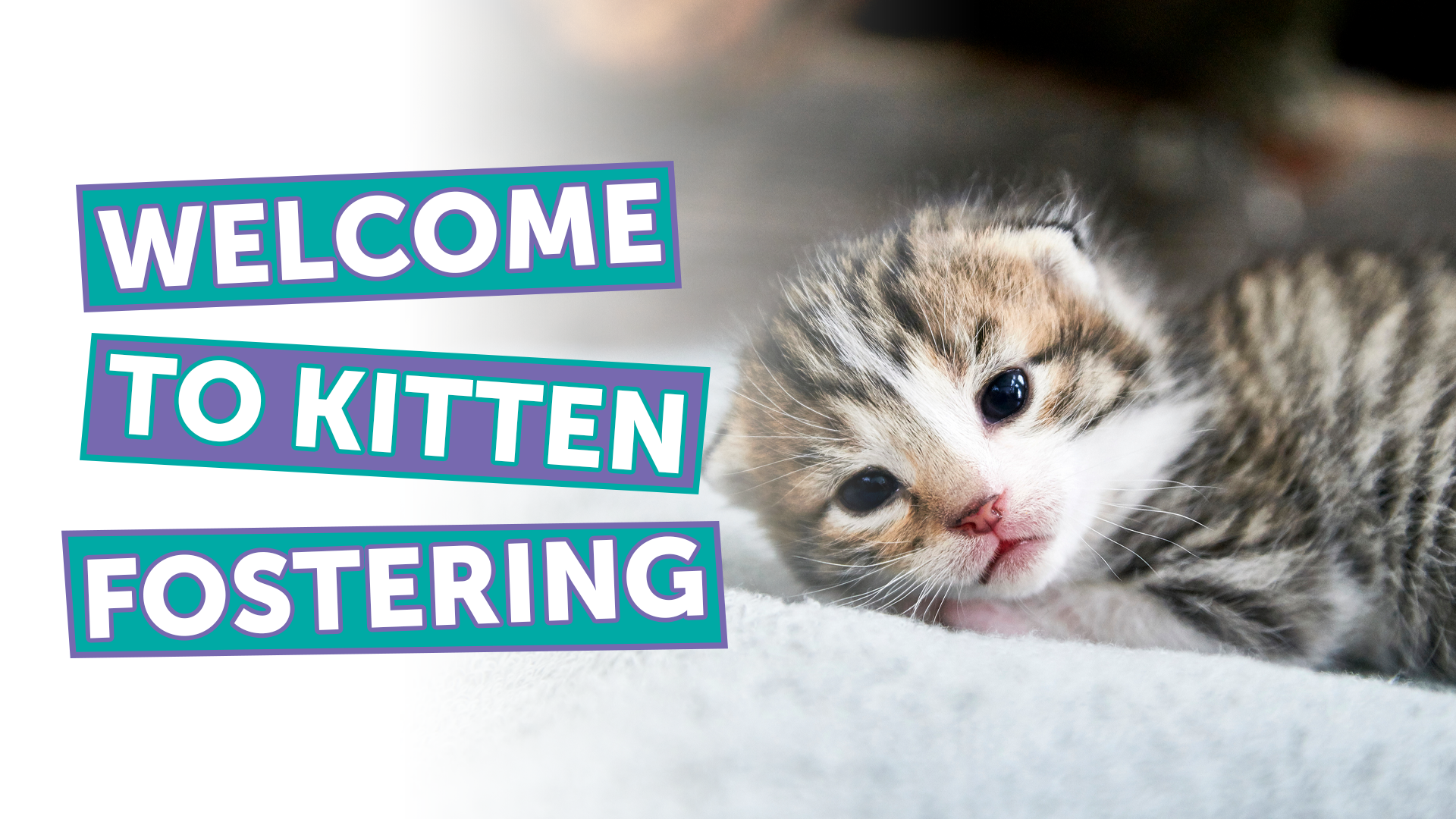 Colorful welcome banner with a tiny kitten and the text 'Welcome to Kitten Fostering' beside it.