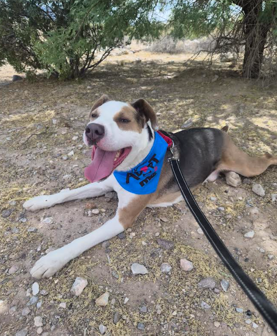 Happy dog lying on rocky dirt under a tree, wearing a blue bandana and leash, tongue out in a cheerful expression.