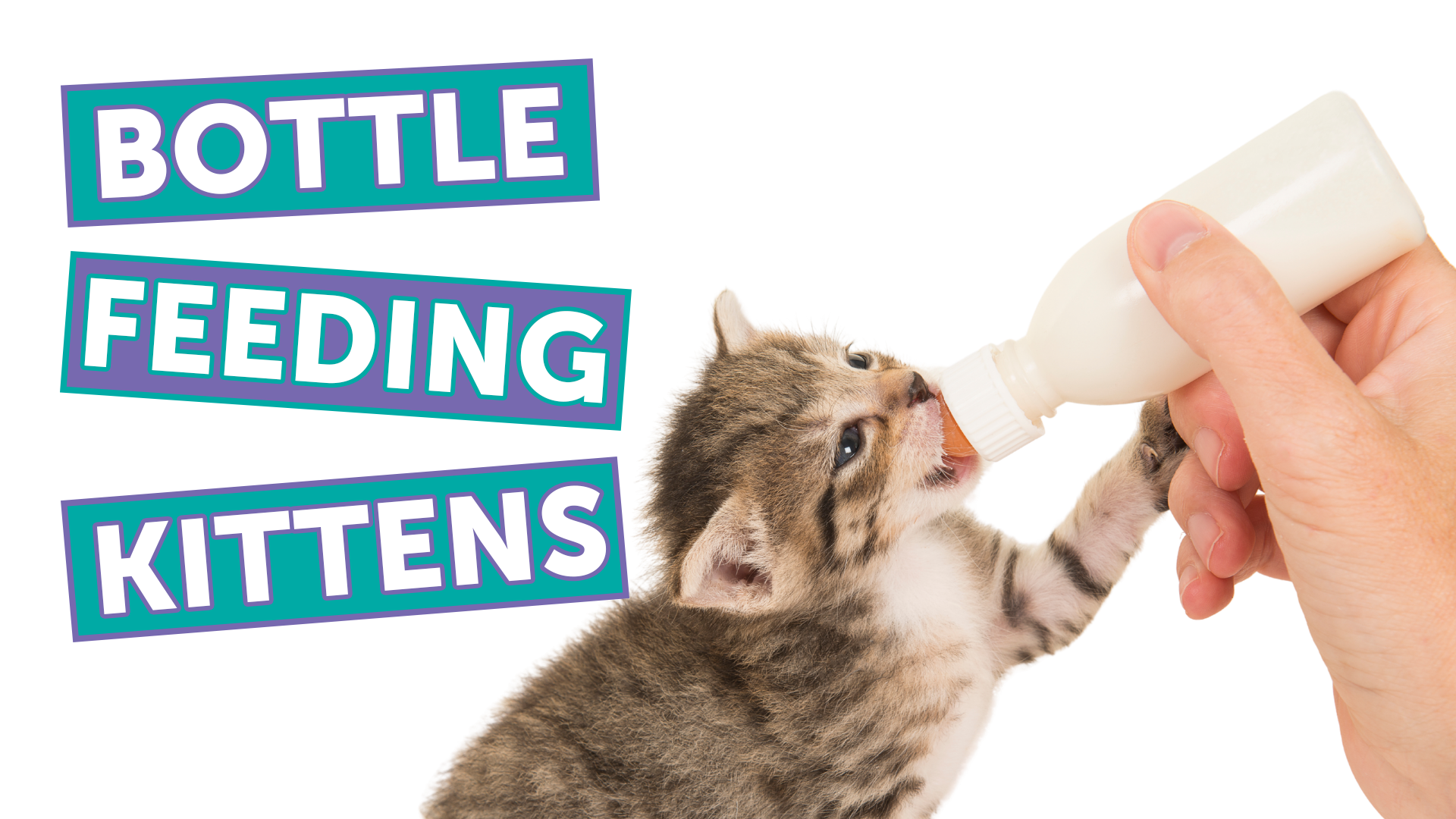 Kitten being bottle-fed by a person, with bold text saying 'Bottle Feeding Kittens' in teal and purple panels.