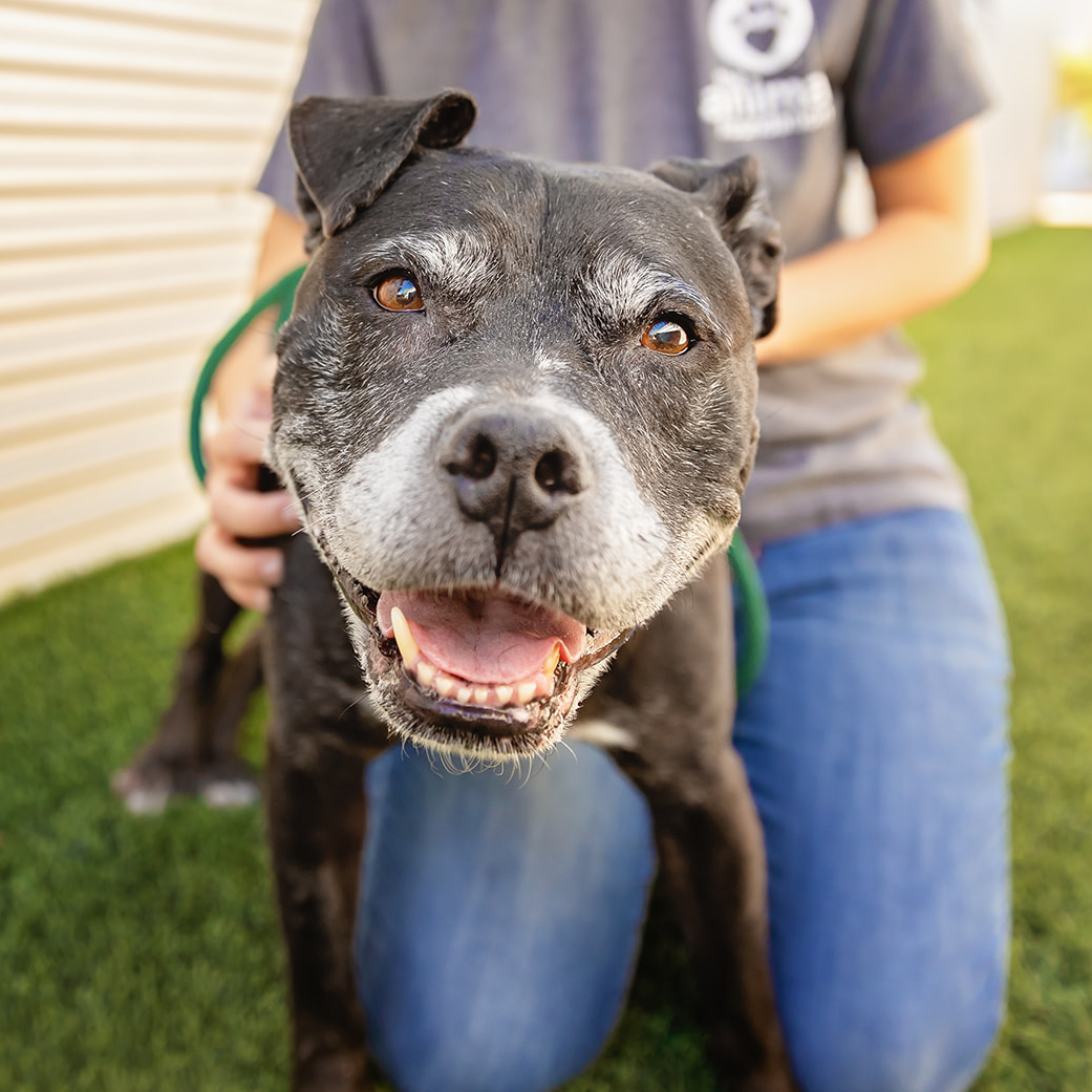 Happy black-and-white dog on a green leash, looking at the camera with a wide smile; volunteer kneeling behind.