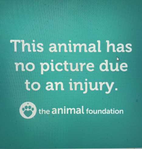 Graphic from The Animal Foundation: 'This animal has no picture due to an injury'.