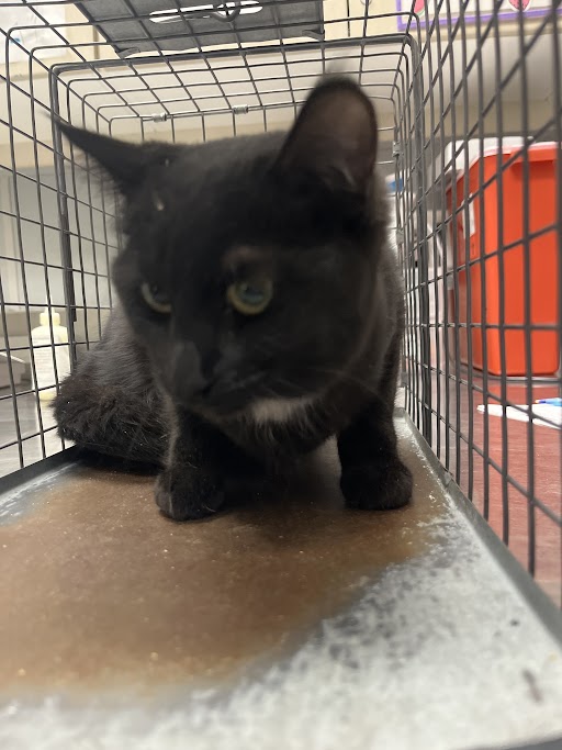 Black cat inside a metal pet carrier, front paws tucked, looking forward with amber eyes.