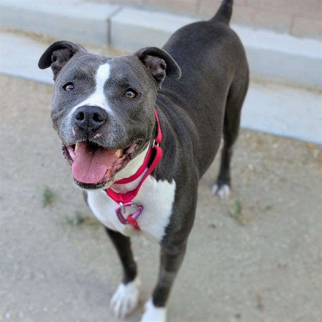 Happy gray and white pit bull mix with a pink collar, standing outdoors and smiling at the camera.