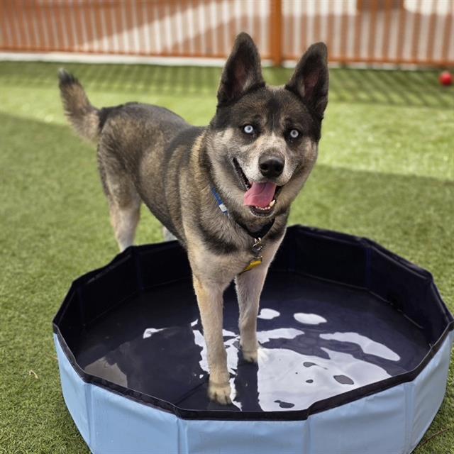 Happy dog with blue eyes standing in a shallow, circular pool on artificial turf, tongue lolling in a yard.