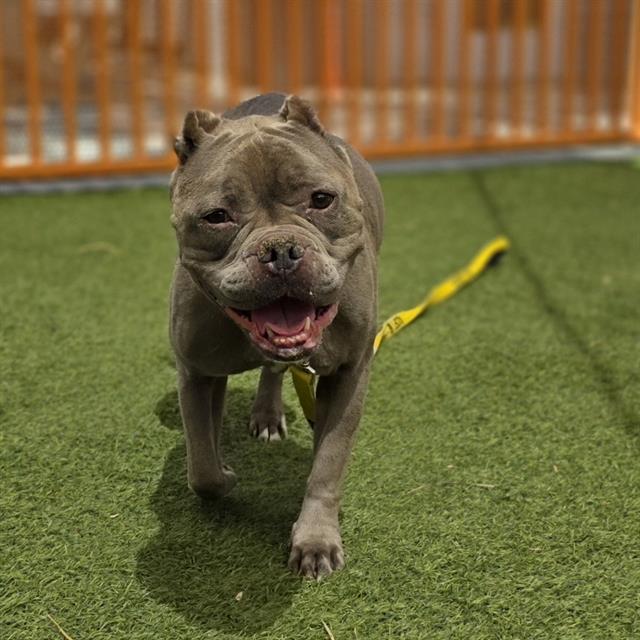 Smiling gray pit bull walking toward camera on artificial turf with yellow leash in a fenced play area by the orange fence