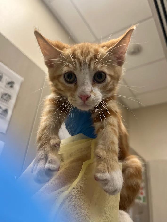 Orange kitten with white muzzle being held up in a veterinary exam room, looking at the camera.