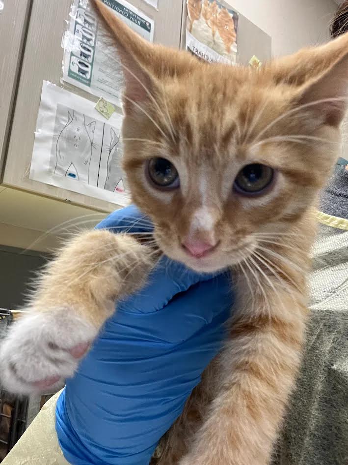 Orange kitten being held toward the camera by a gloved hand in a clinic or shelter setting; curious eyes, pink nose visible.