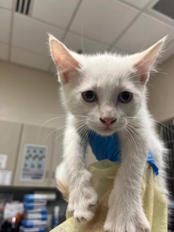 White kitten with pale blue eyes held up by a gloved hand in a veterinary clinic, looking at the camera.