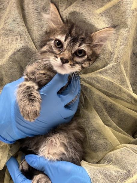 A small fluffy tabby kitten being gently held by gloved hands against a soft blanket backdrop.