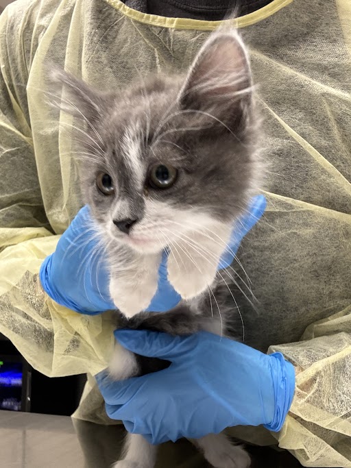 Gray and white kitten being gently held by a person wearing blue gloves and a pale protective gown in a clinical setting.