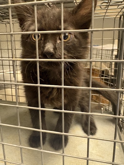 Black kitten inside a metal cage, looking at the camera.