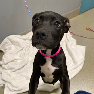 Black and white dog wearing a pink collar, looking up with a hopeful expression indoors on a towel-clad floor