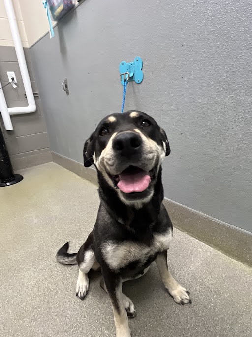 Happy black-and-tan dog sitting on a gray floor with its tongue out; leash attached to a blue wall hook in the background.