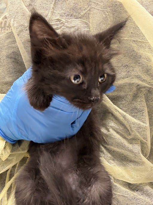 Black kitten being gently held by a person wearing a blue disposable glove, against a beige fabric background.