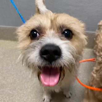 Close-up of a small scruffy dog facing the camera with mouth open and pink tongue out, blue leash visible.