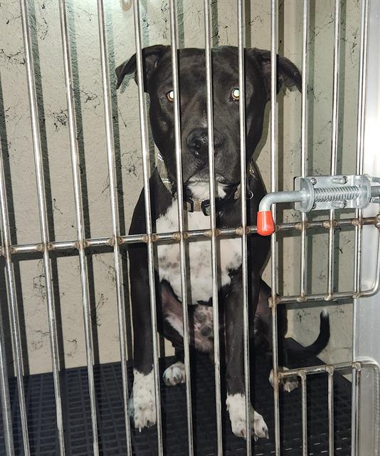 Black dog with white paws and chest sits inside a metal kennel, looking at the camera behind vertical bars and a red latch on the door.