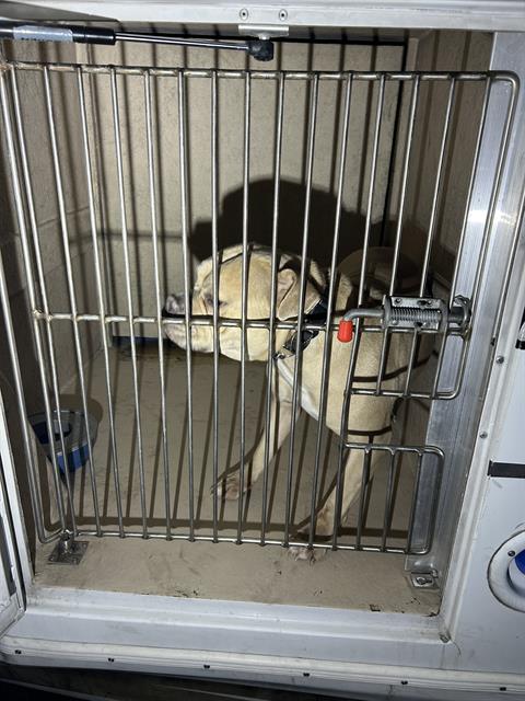 Dog in a metal crate with a red-lever lock inside a transport trailer.