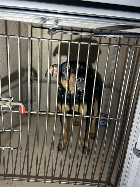 Small black and tan dog standing inside a metal crate, facing the camera behind metal bars.