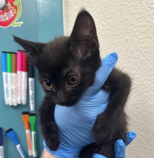 Small black kitten held by a gloved hand in a clinic, with colorful markers on a cabinet behind it.