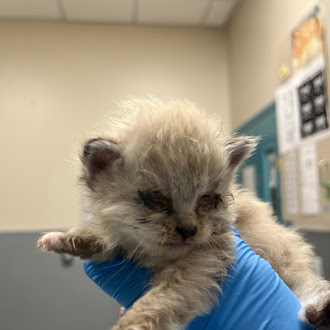 Tiny fluffy kitten held in a blue-gloved hand in a veterinary clinic setting, looking sleepy and calm.