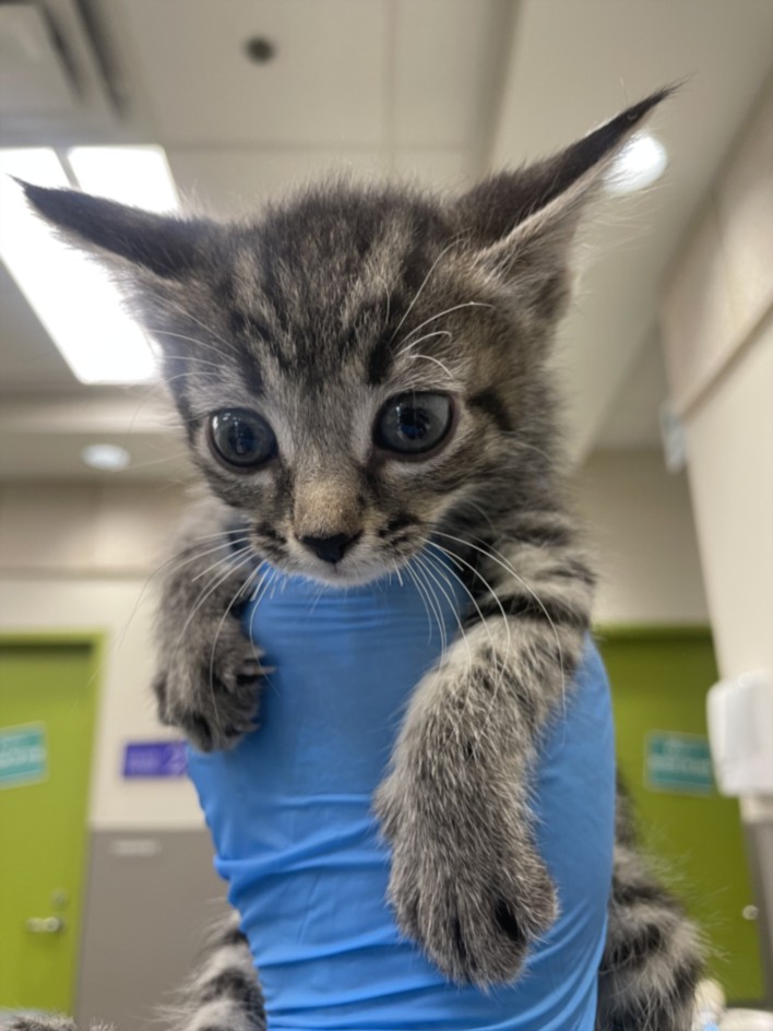 Kitten with big blue eyes being held up by a gloved hand in a clinic hallway.