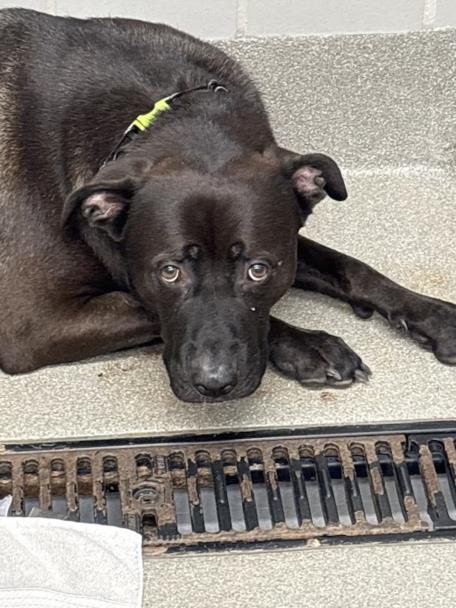 Black dog with a green collar lying on a concrete step beside a metal drain grate, looking up.