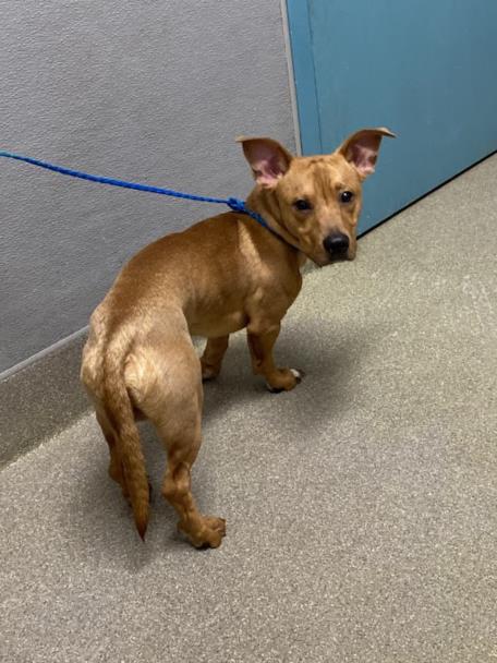 Small tan dog on a blue leash stands near a gray wall and blue door, looking back at the camera.