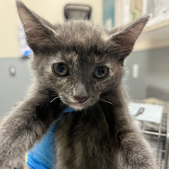 Gray kitten held up by a blue-gloved hand, with a veterinary clinic background.