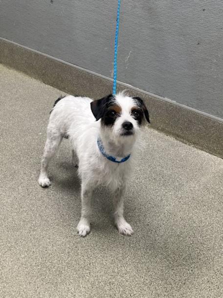 Small white dog with black ears on a blue leash, standing on concrete beside a gray wall.