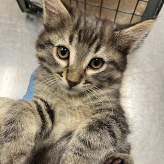 Gray tabby kitten looking at the camera, lying on its back with paws up in a cage area, soft fur and big eyes visible.