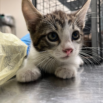 Curious tabby kitten with blue eyes peeking over a metal floor, near a cage and yellow blanket.