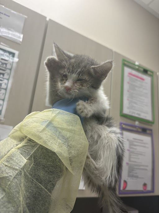 A small fluffy kitten held up by a gloved veterinary hand in a clinic, looking tired and unsteady.