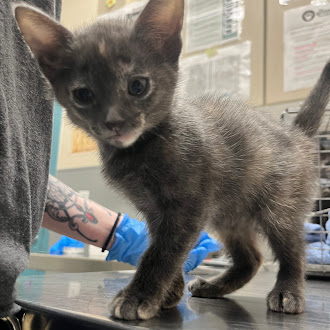 Curious gray kitten standing on a stainless steel table in a clinic, with a person in a blue glove and a tattooed arm nearby.