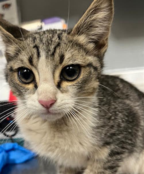 Close-up of a tabby and white kitten with a pink nose looking at the camera.