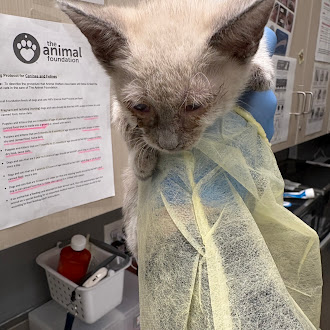 Light-colored cat in a veterinary clinic wearing a disposable isolation gown, with medical posters and supplies visible nearby.