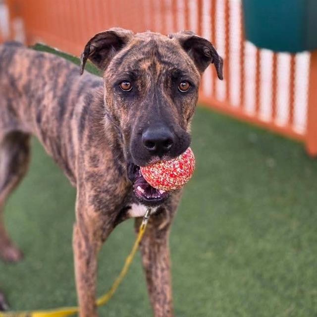 Brindle dog holding a red tennis ball in its mouth in a fenced yard.