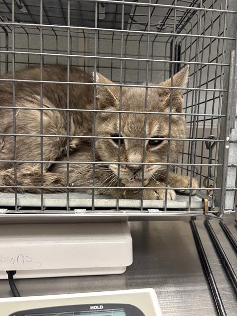 Cat inside a metal cage resting on a weighing scale, likely at a veterinary clinic or animal shelter.