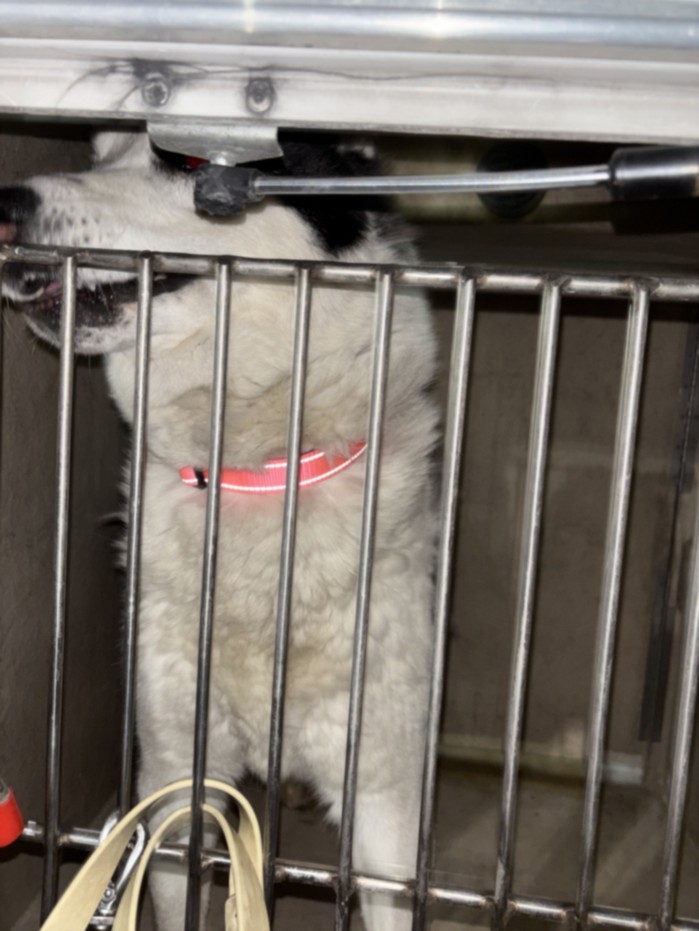 White-and-black kitten wearing a pink collar pressed against a metal cage door inside a veterinary or shelter enclosure.
