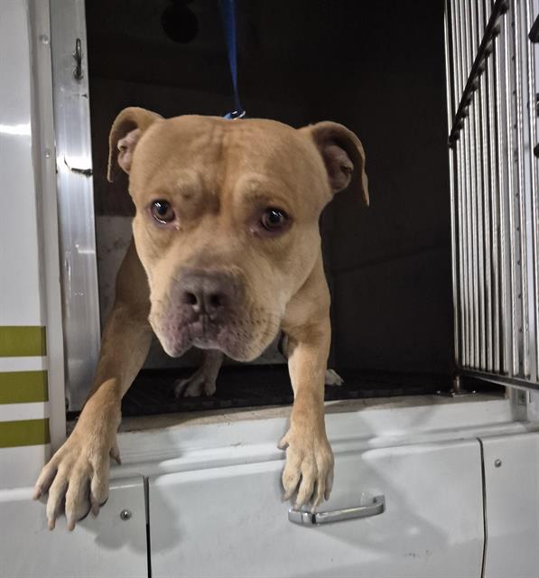 Young brown dog with a blue leash peeks over the edge of a truck door, front paws resting on the threshold, looking curiously at the camera.